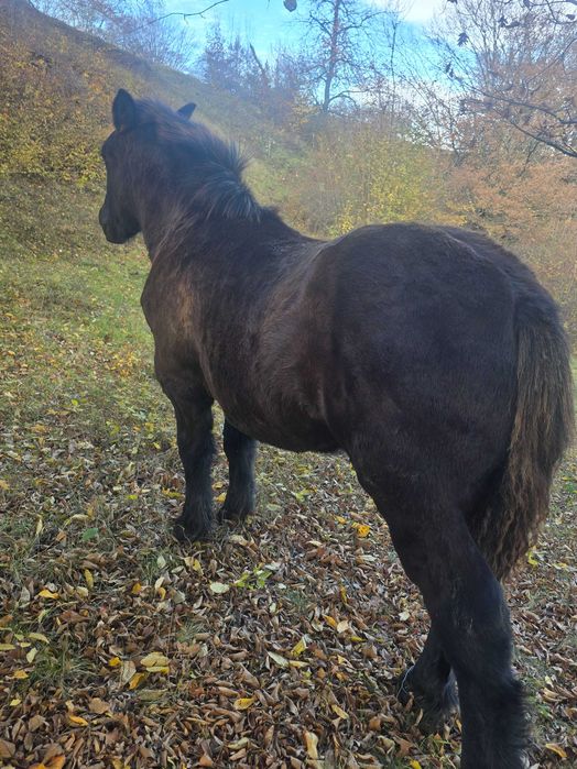 Vand manz de 5 luni jumate