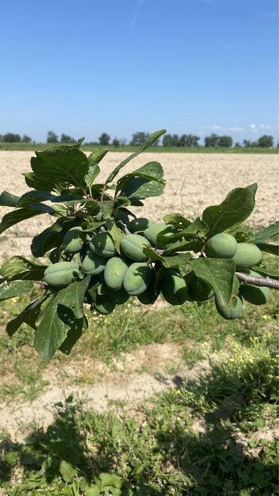 Продава се Земеделски имот в с. Крислово, Област Пловдив -  кв.м за 2267 €/дка - Снимка #18