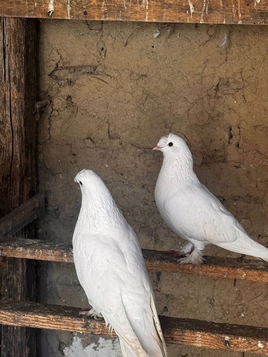 Гълъби мардини поизбор