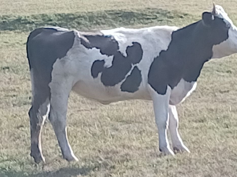 Vacă cu vițeauă de vânzare