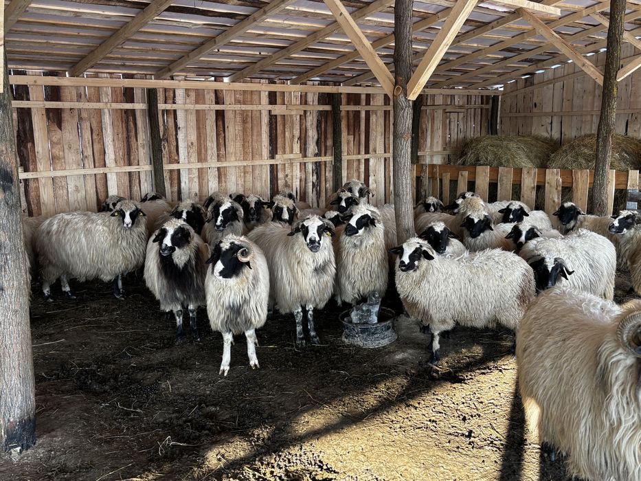 Vand 35 de oi breze si 40 bucalai