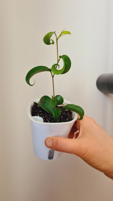 Суккуленты, Фикус