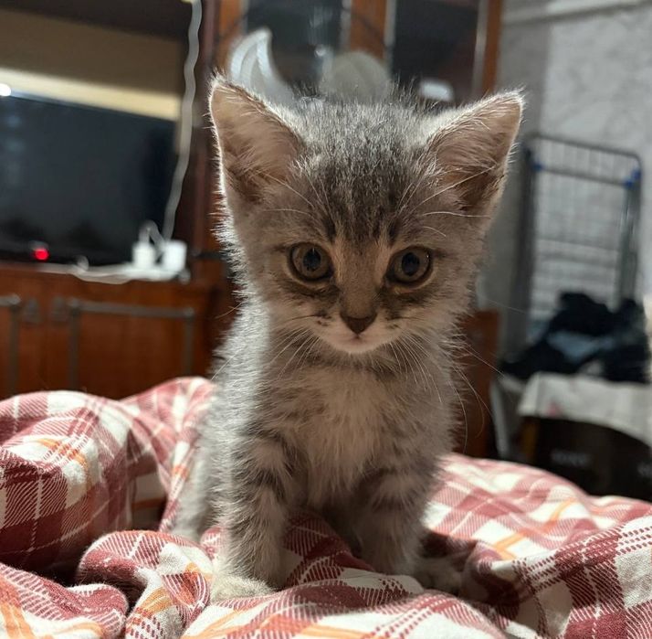 Котята ищум дом.