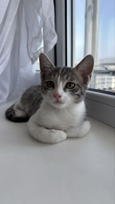 Котята - 3 месяца, девочки