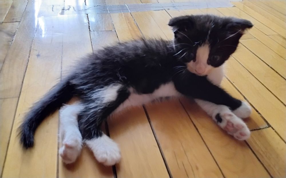 Qiz bola mushuk hich qanaqa kasali yoq