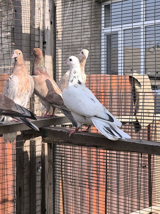 Продается бакинцы