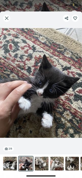 Отдам очень красивых котят