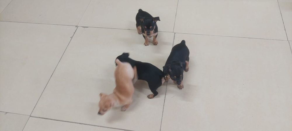 Щенки той терьера