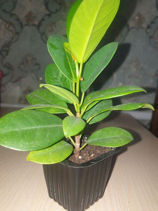 Фикус Микрокарпа Макломе