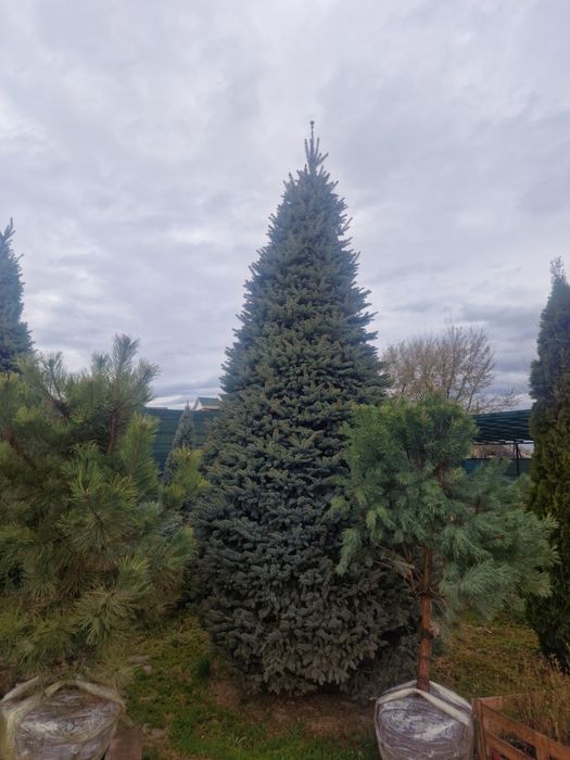 Крупномеры ели сосны саженцы