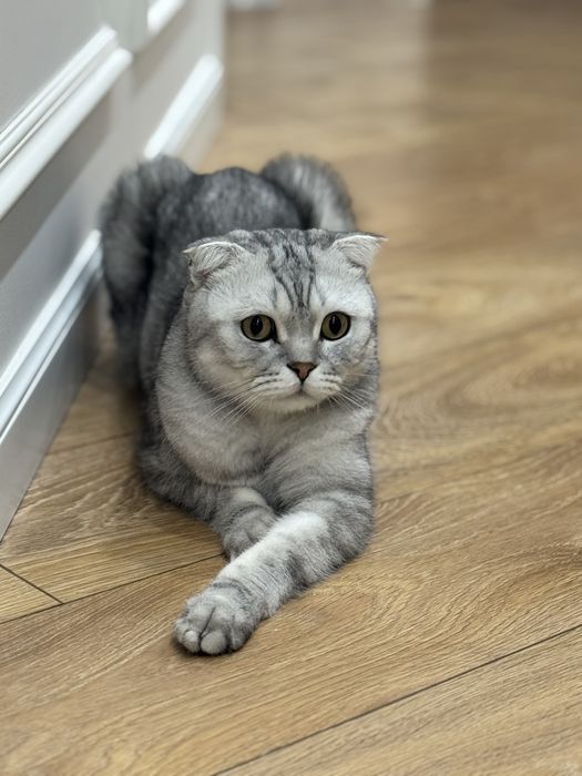 Отдам кота в хорошие руки