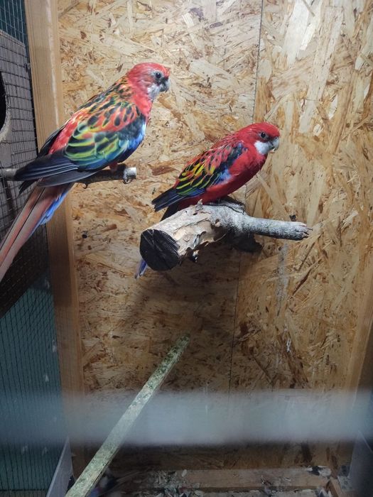 Попугай розелла красный