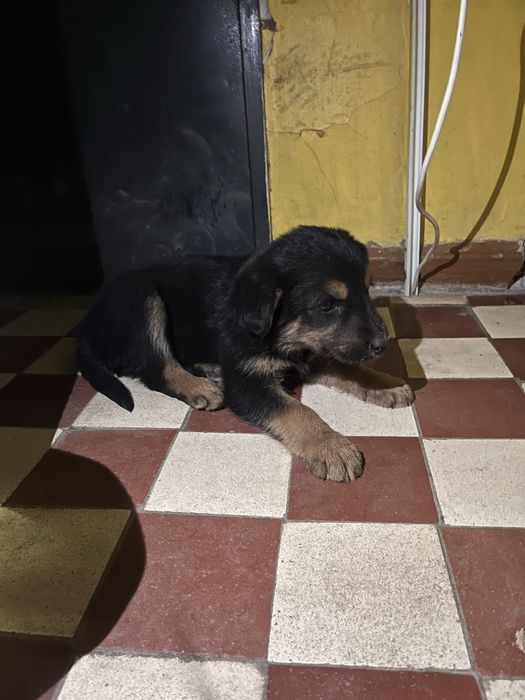 щенок в добрые руки