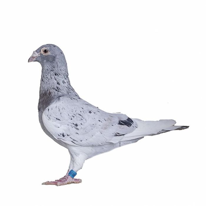 Porumbei voiajori de ornament
