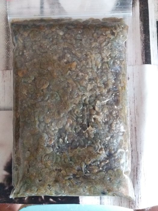 Продам мороженный корм для рыбок "коретра"