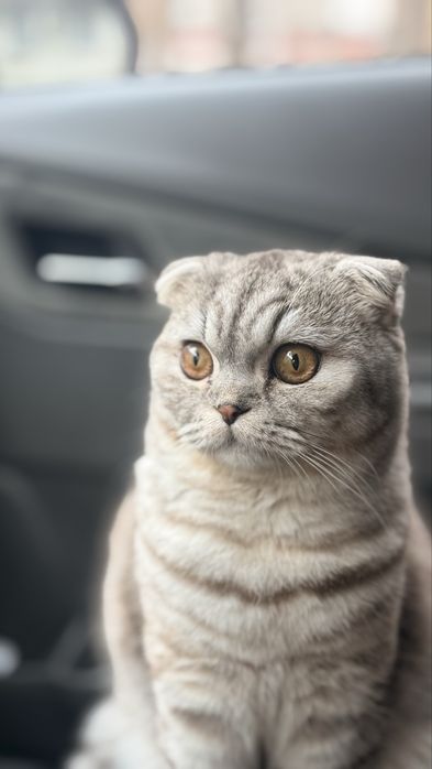 Sotilmaydi) На вязку вислаухи кот звоните нужна невестка