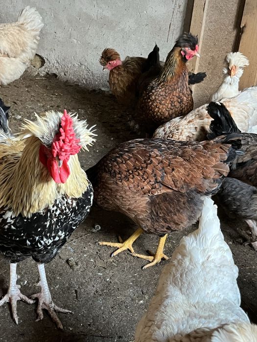 Cocos ameraucana sau moțat