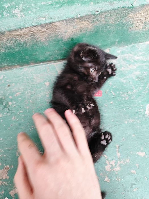 Черный котёнок, 1,5 месяца