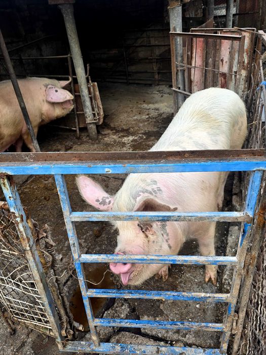 Продавам прасе домашно