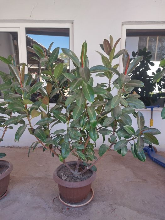 Цветы разные виды