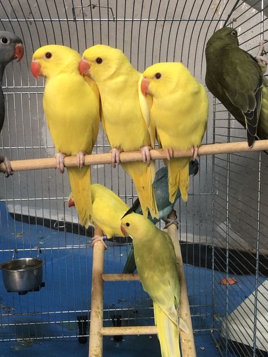 Puiuti papagali micul alexander alexandru