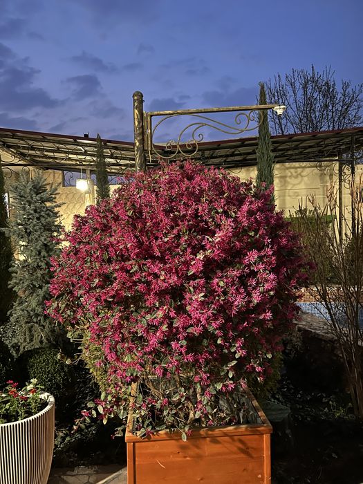 Куст Лоропеталум