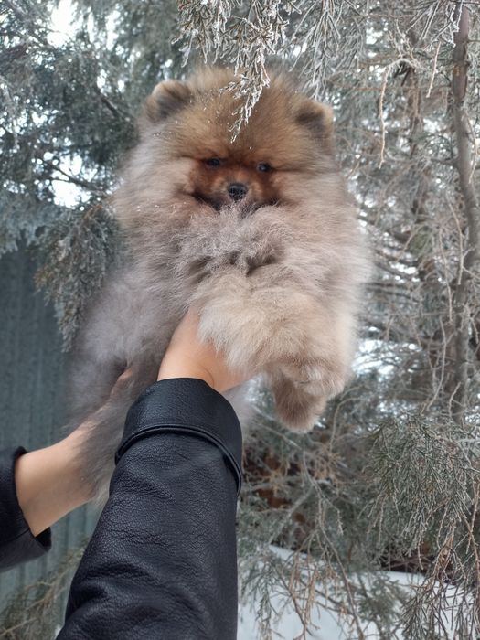 Продаётся шикарный мишка