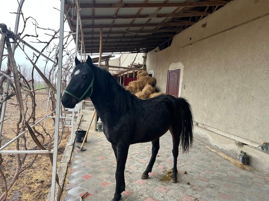 От сотилади киргиз отлари