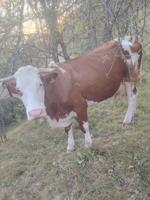 Vând o vaca de 8 ani cu vitea belgiana de 3 luni