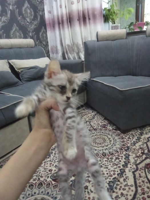 Котята породистые