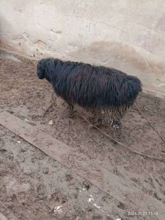 Жас қошқар сатылады