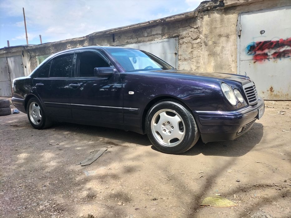 Продам живой Лупарик