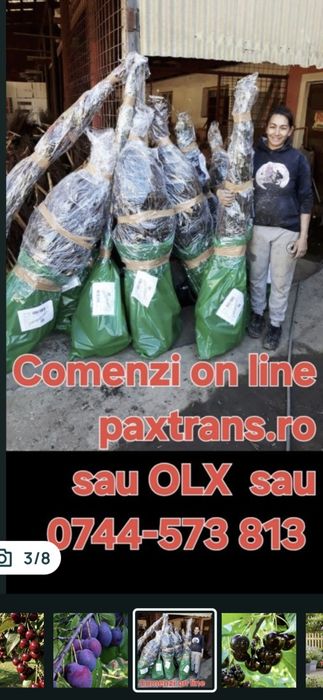 Livram RO Nuci Chandler Fernet Ciresi intensivi pe Gisella Visin Prun Meri Peri Cais Piersic  Alun Migdal  Mosmon Paulownia Aronia Coacaz  Nectarin