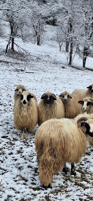 Vând 28 de oi tinere .10 cu miei ,5 mai trebuie să fete si restu noati