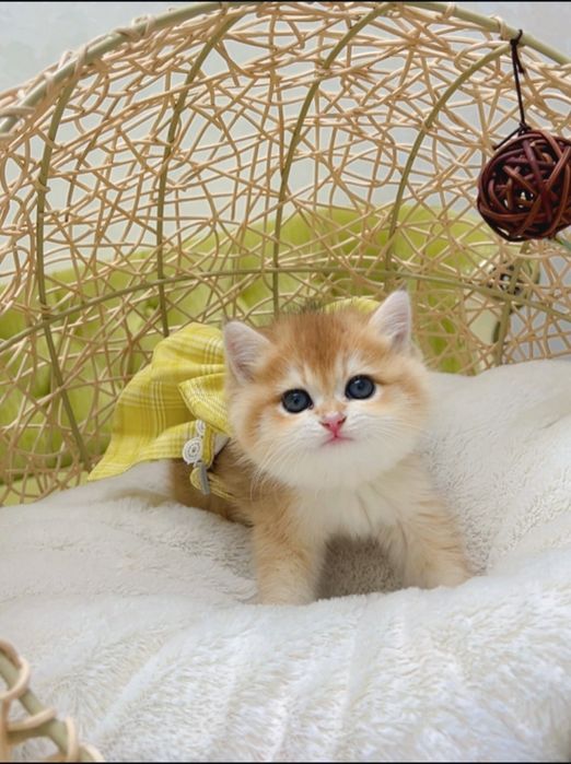 Vyazka Britanskiy shinshilla Toza qon