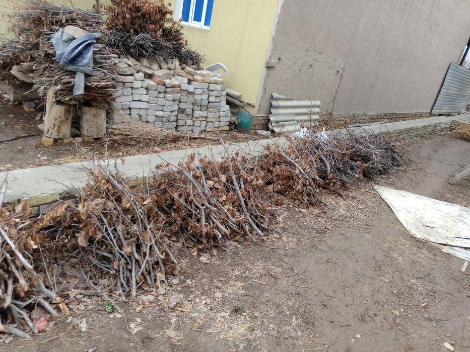 Erik daraxtini otini sotiladi