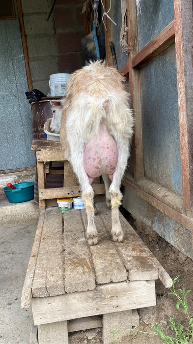 Ешки сатылады Шымкент