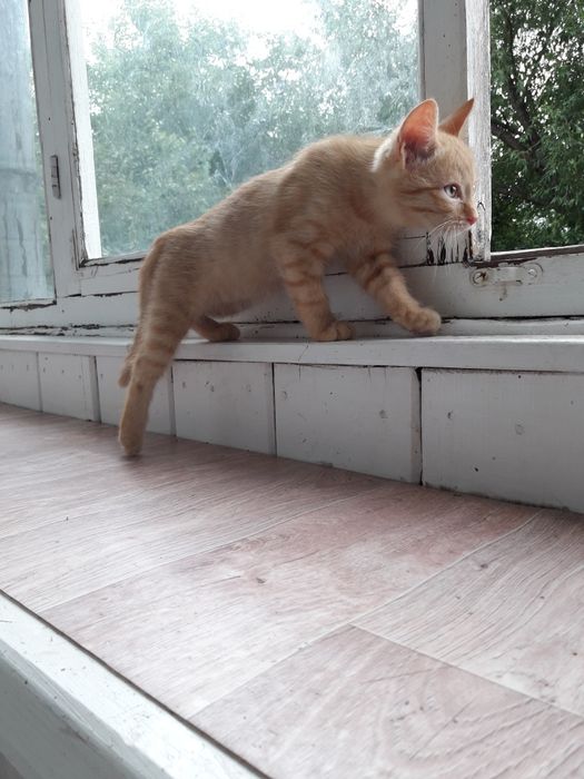 Срочно пристраиваем котенка