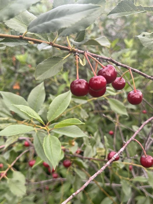 Продам домашнюю вишню
