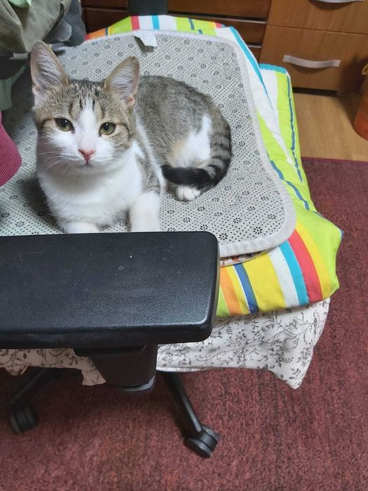 Ofer adoptie motanel de 3 luni