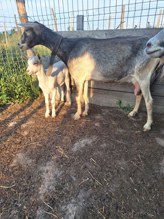 Vând capre bune  de lapte are 2 ani si 4 ani