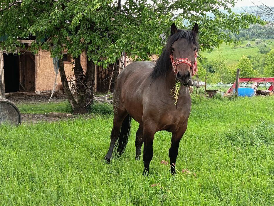 De vânzare, mânză de 2 ani