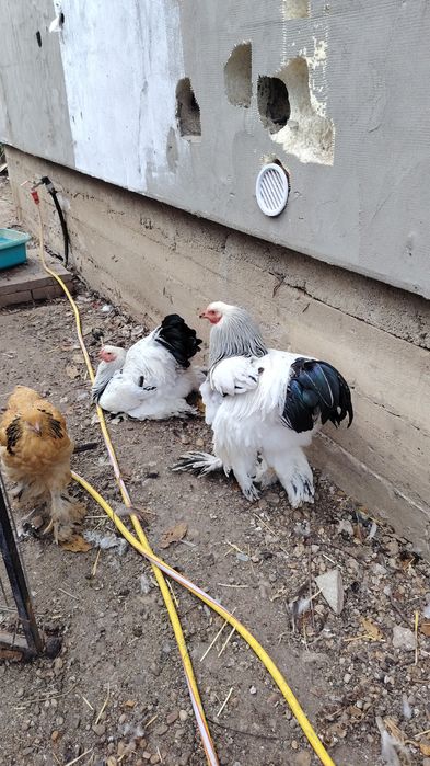 Vând cocos brahma heminat alb și Marans  negru.
