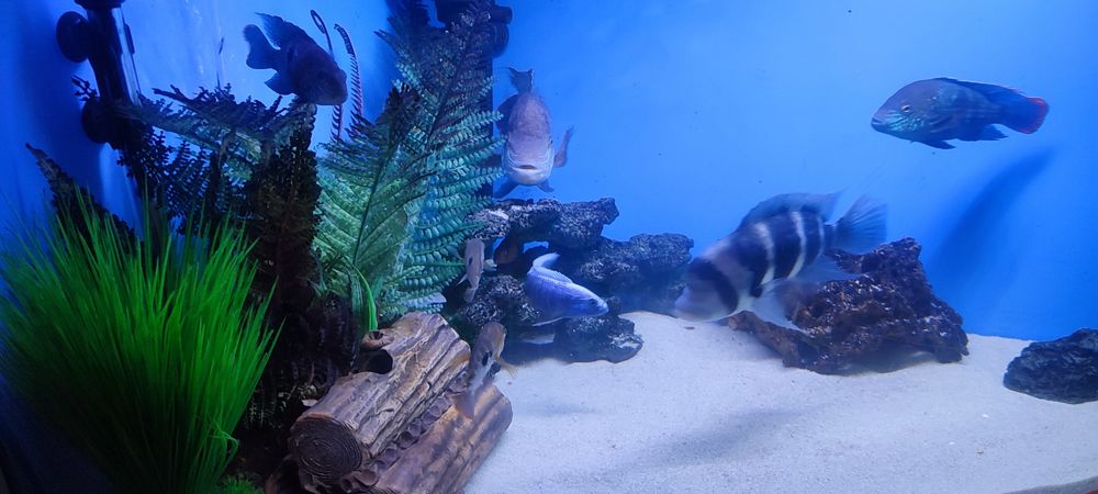 Продам аквариум.