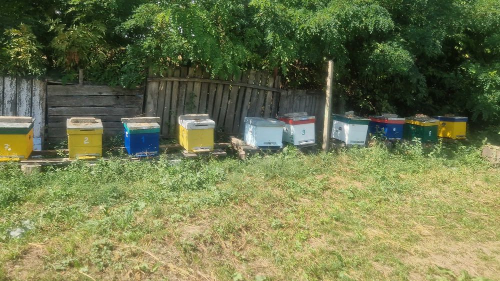 Vând 11 familii de albine, a câte 10 rame familia, 500 lei bucata, negociabil.