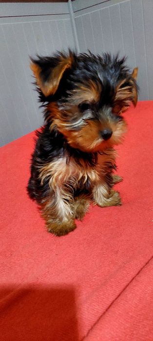 Yorkshire Terrier mini 5 luni