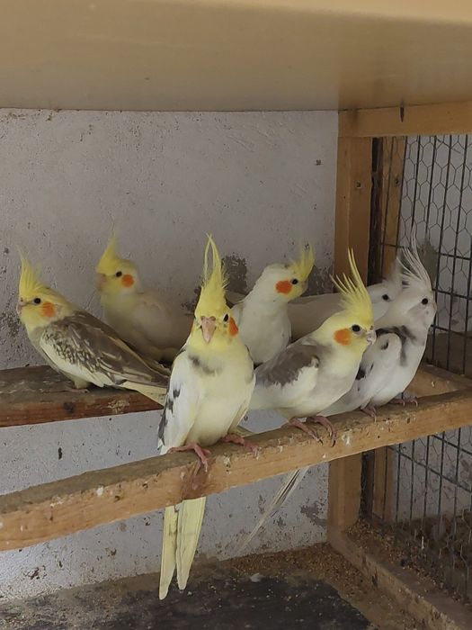 Papagali Ninfe și Peruși