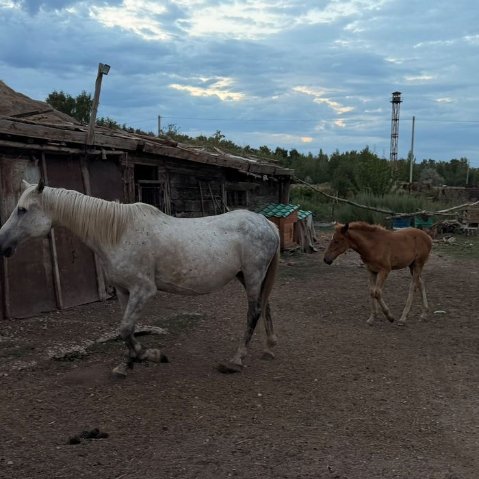 Продам кобыла с жеребёнком