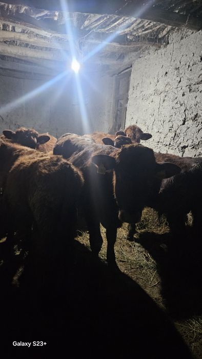 Qizil Eston Hoʻkuzlar