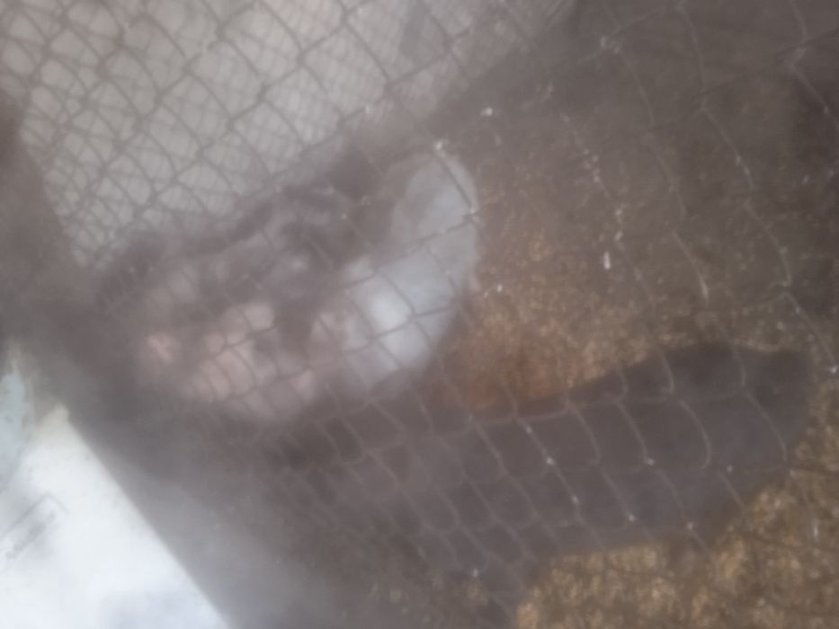 Продавам прасенца